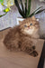 Izabella | british longhair kitten
