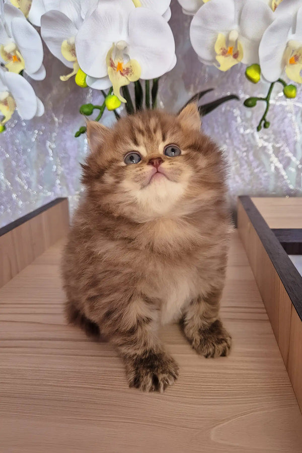 Izabella | british longhair kitten