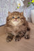 Izabella | british longhair kitten