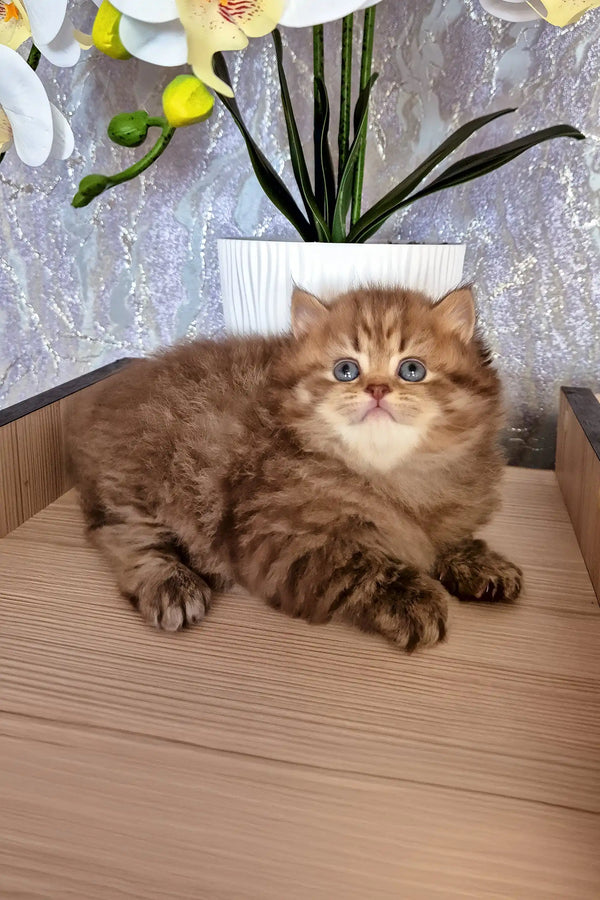 Izabella | british longhair kitten