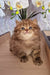 Izabella | british longhair kitten