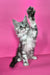 Izekiel | maine coon kitten