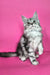 Izekiel | maine coon kitten