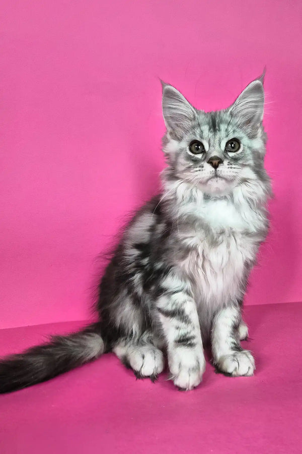 Izekiel | maine coon kitten
