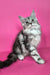 Izekiel | maine coon kitten