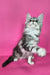 Izekiel | maine coon kitten