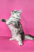 Izi | maine coon kitten