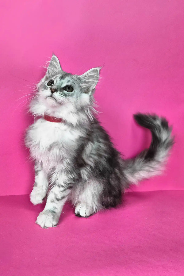 Izi | maine coon kitten