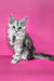 Izi | maine coon kitten