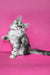 Izi | maine coon kitten