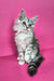 Izi | maine coon kitten