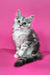 Izi | maine coon kitten