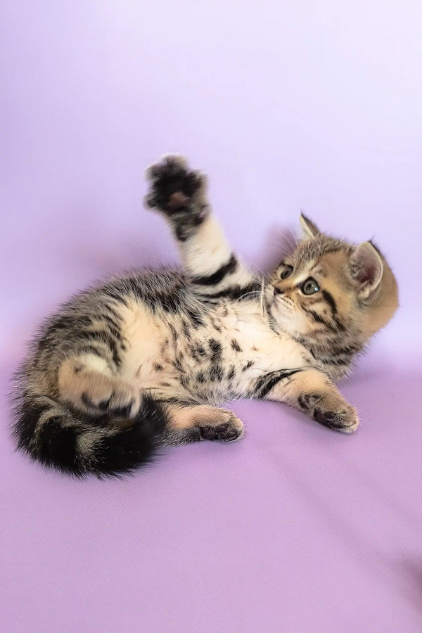 Playful tabby kitten showcasing the Izida Scottish Straight Kitten