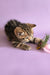 Striped kitten playing with a feather toy in Izida Scottish Straight Kitten product