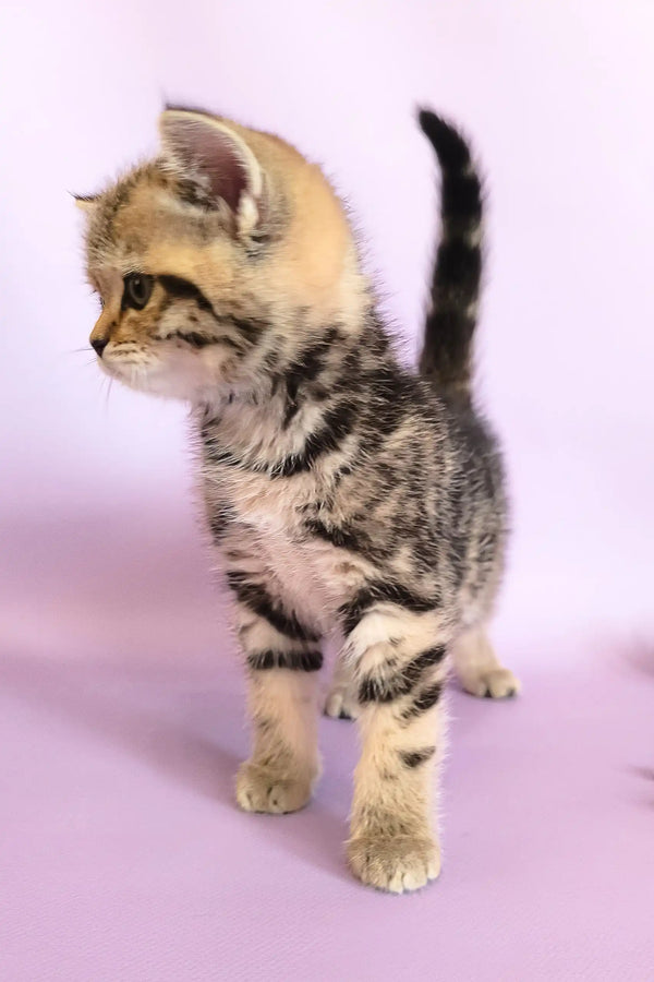 Striped tabby kitten from Izida | Scottish Straight Kitten collection