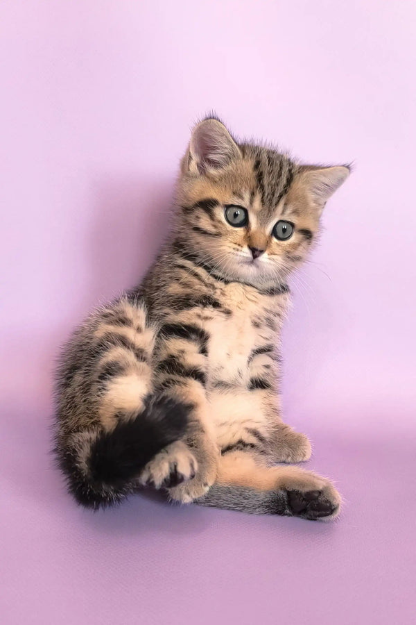 Cute striped tabby kitten from the Izida Scottish Straight collection