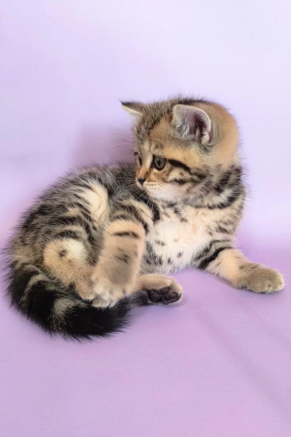 Cute Striped Tabby Kitten from Izida | Scottish Straight Kitten collection