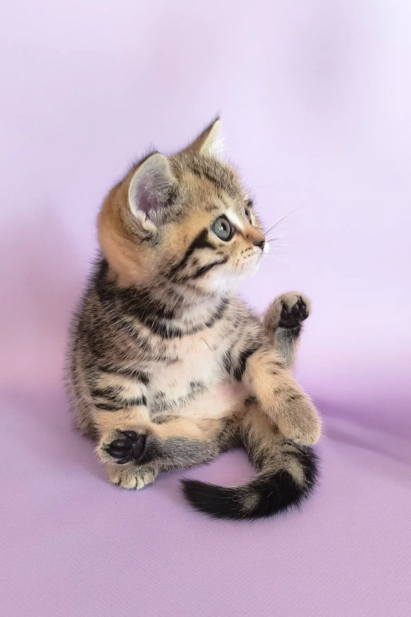 Striped tabby kitten sitting pretty in Izida Scottish Straight Kitten product