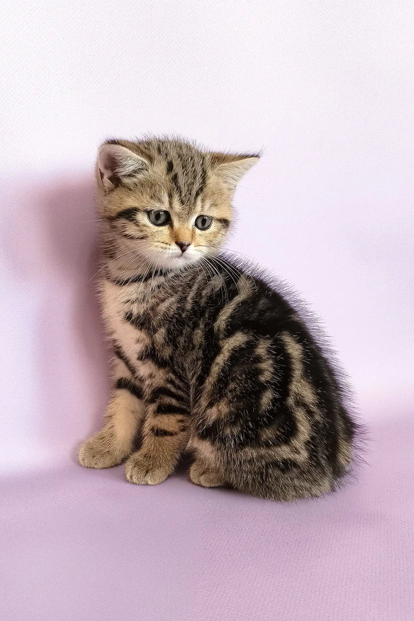 Cute striped tabby kitten from the Izida Scottish Straight Kitten collection