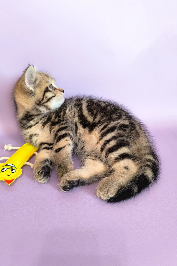 Striped tabby kitten from Izida’s Scottish Straight Kitten collection