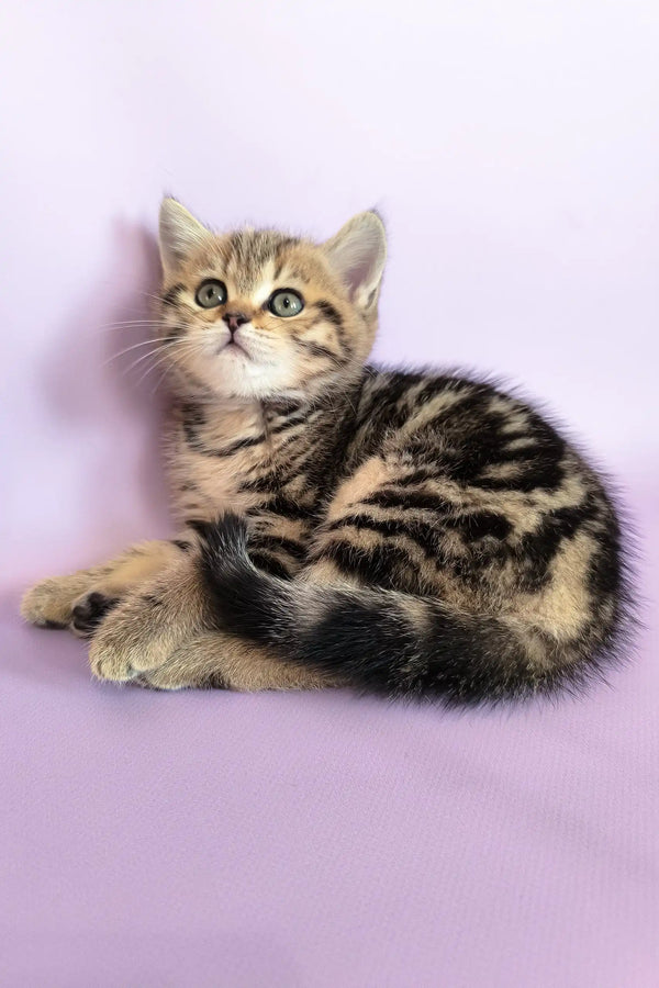 Cute Striped Tabby Kitten from Izida Scottish Straight Kitten collection