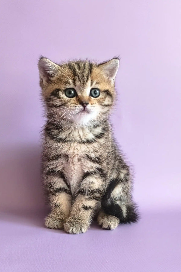 Striped tabby kitten from Izida, the adorable Scottish Straight breed