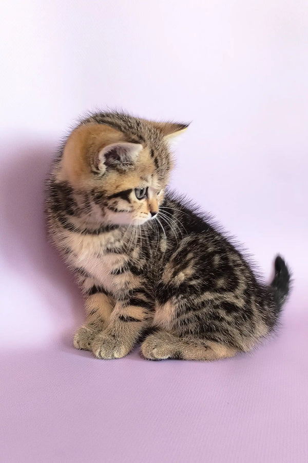 Striped tabby kitten playing with Izida, a Scottish Straight Kitten product
