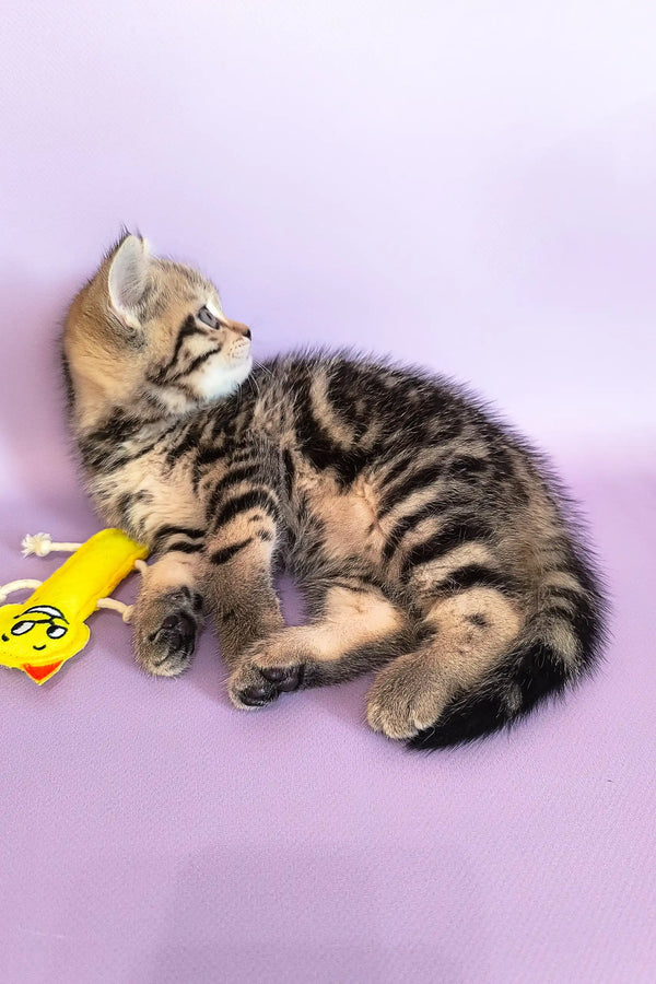 Striped kitten playing with a yellow toy in Izida Scottish Straight Kitten product