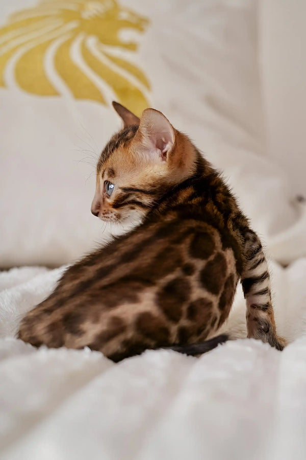 Adorable Spotted Bengal kitten named Izmir ready to charm your heart