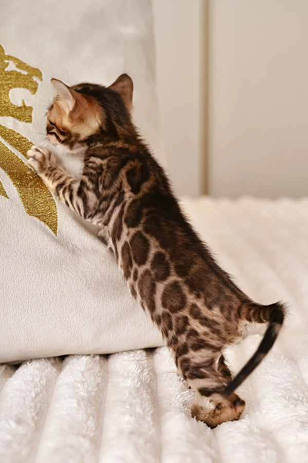 Spotted Bengal kitten climbing the Izmir cat tree, playful and full of energy