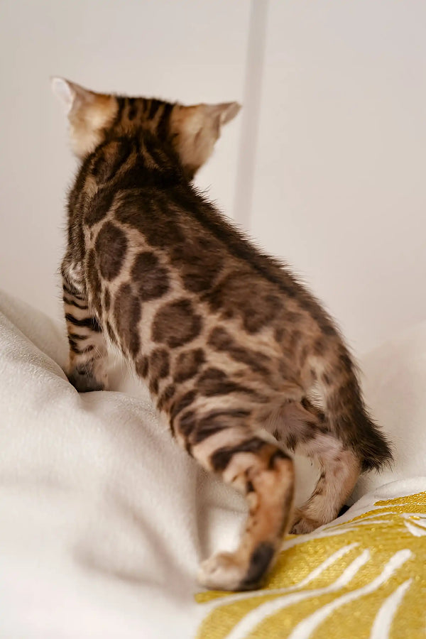 Spotted Bengal kitten from behind, showcasing its unique coat in Izmir Bengal Kitten product