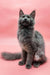 Gray fluffy Maine Coon kitten sitting upright with alert ears and eyes looking up