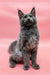 Gray Maine Coon kitten with pointed ears sitting upright on a pink backdrop