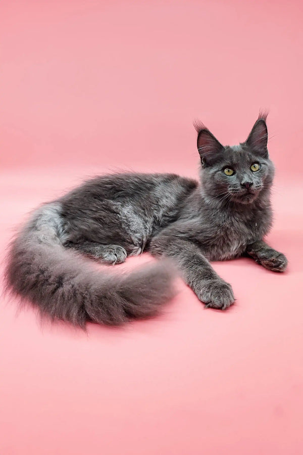 Gray long-haired Maine Coon kitten with bright eyes lounging on its side