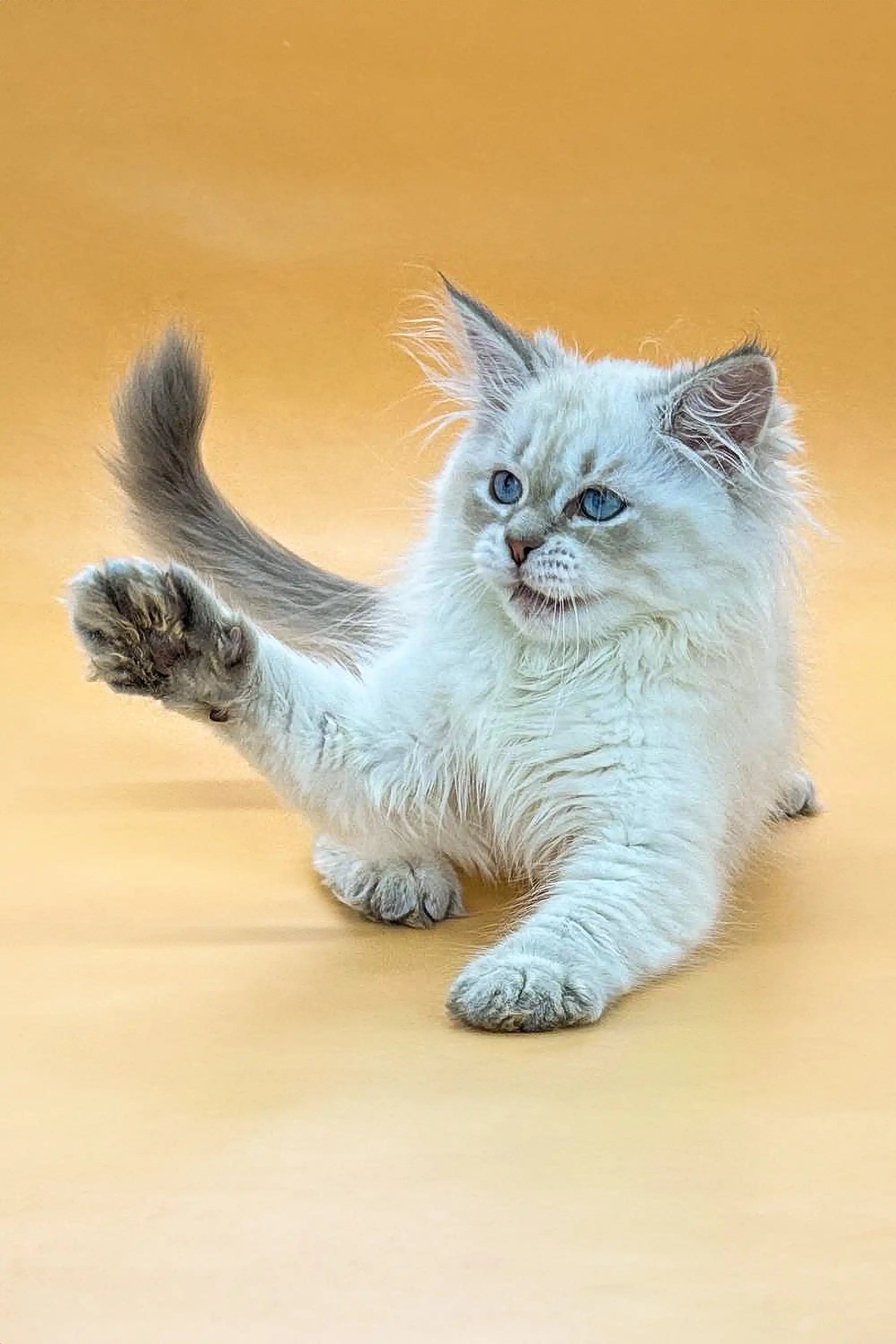 Kittens For Sale Izolda | Siberian Kitten