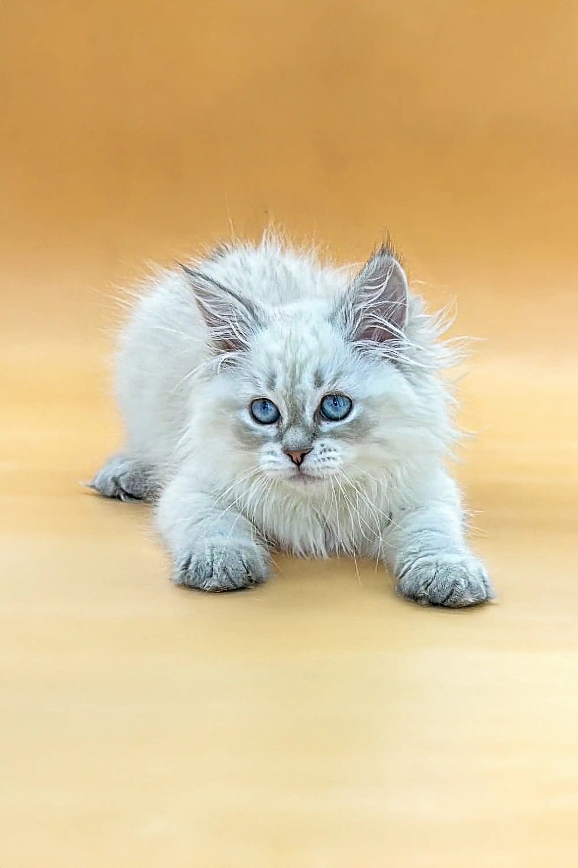 Kittens For Sale Izolda | Siberian Kitten
