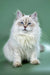 Majestic Ragdoll cat with blue eyes and fluffy fur for Izolda Siberian Kitten product