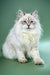 Majestic white Ragdoll cat with blue eyes and fluffy fur for Izolda Siberian Kitten