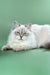 Ragdoll cat with blue eyes and cream fur lounging next to Izolda Siberian Kitten