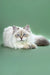 White and grey Ragdoll cat with blue eyes lounging on Izolda Siberian Kitten product