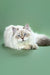 White Persian cat with blue eyes and grey points lounging under the name Izolda