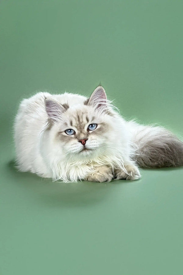 White Persian cat with blue eyes and grey points lounging under the name Izolda
