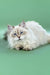 White Ragdoll cat with blue eyes lounging, perfect for Izolda | Siberian Kitten