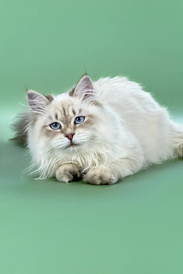 White Ragdoll cat with blue eyes lounging, perfect for Izolda | Siberian Kitten