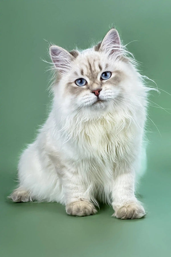 White Ragdoll cat with blue eyes and fluffy fur featured in Izolda Siberian Kitten