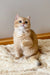 Cream-colored British Shorthair cat Izya sitting on a fluffy rug, looking adorable