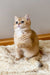 Cream-colored British Shorthair kitten Izya with blue eyes sitting on a fluffy rug