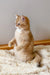 Cream-colored British Shorthair kitten Izya sitting upright on a cozy rug