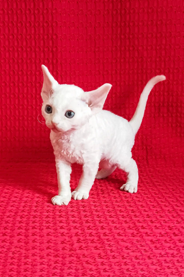 Adorable White Devon Rex kitten from Izya | Devon Rex Kitten collection