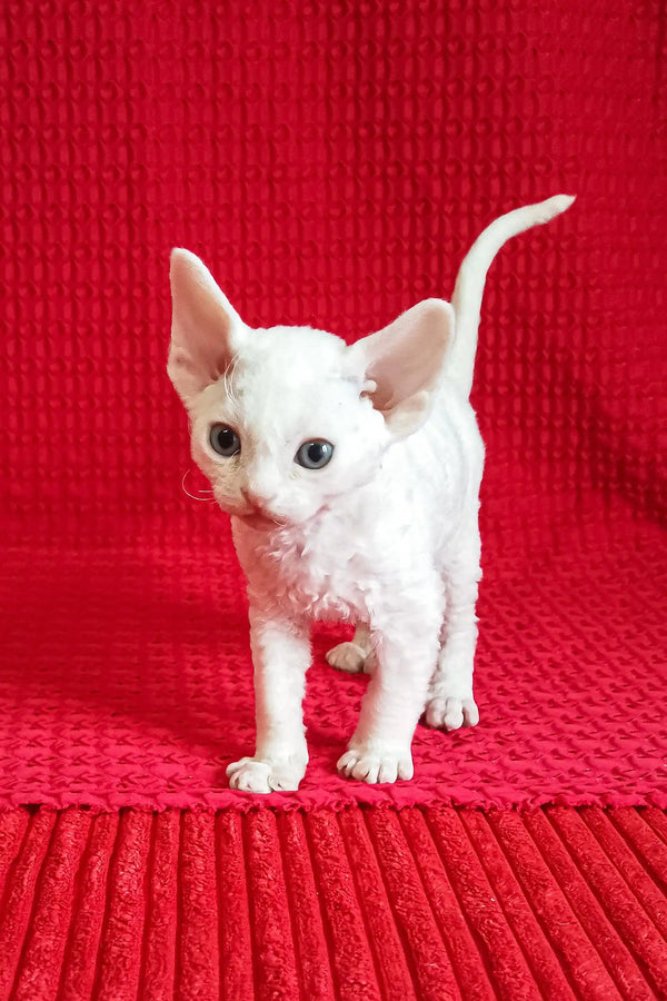 White Devon Rex kitten from the Izya collection, super cute and playful companion